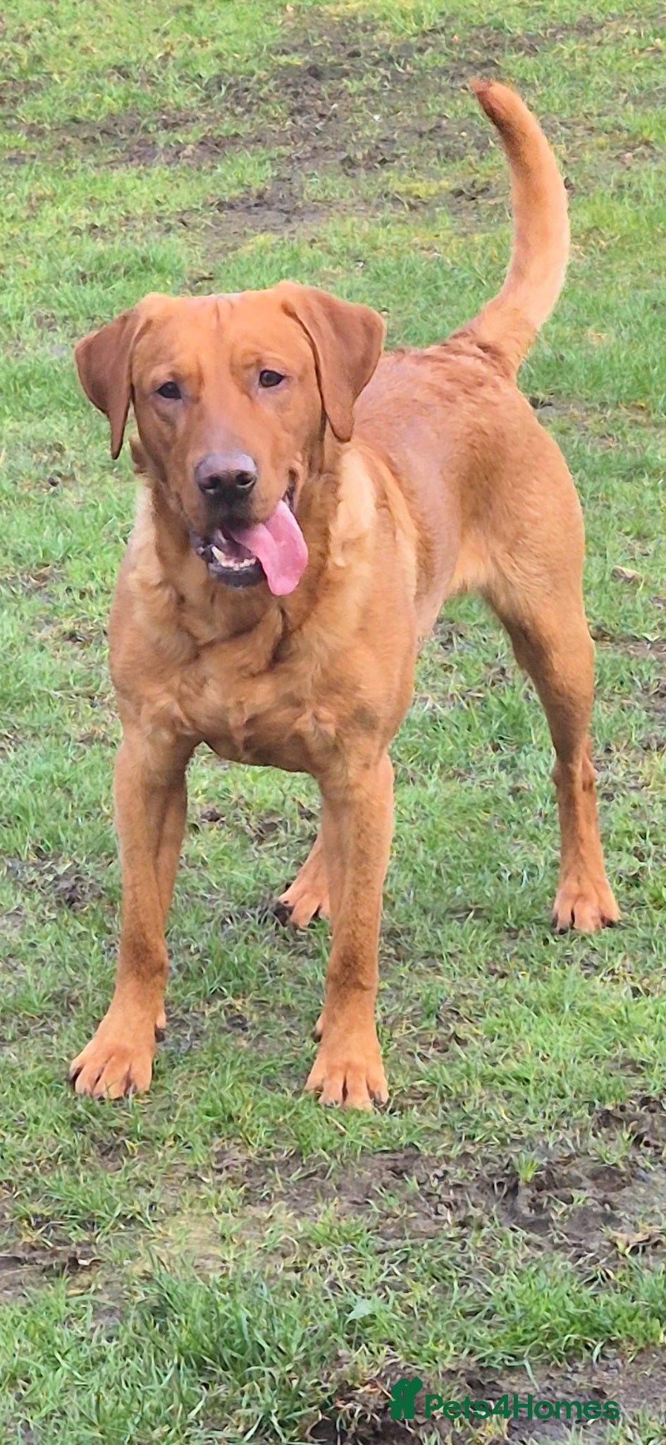 Labrador Retriever dogs Fully Health Tested Red Fox Lab Stud - Advert 22