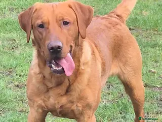 Labrador Retriever dogs Fully Health Tested Red Fox Lab Stud - Advert 22