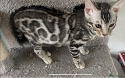 Bengal cats for sale: 🏡Stunning Tica registered Bengal Kittens  🐾 - Image 36