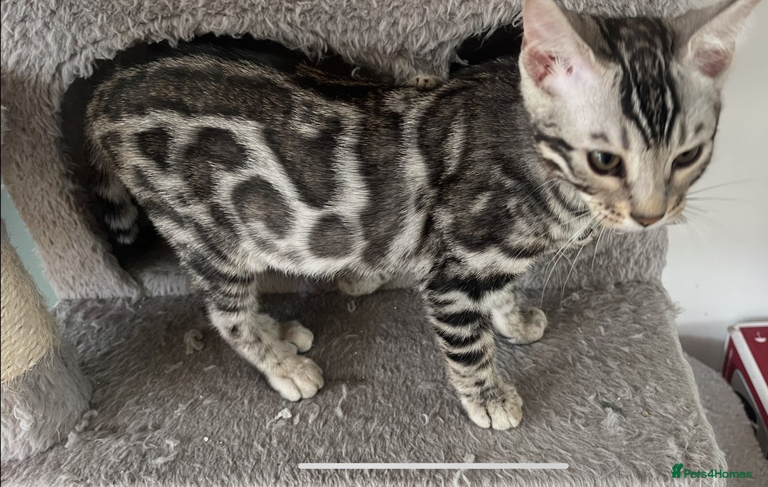 Bengal cats for sale: 🏡Stunning Tica registered Bengal Kittens  🐾 - Image 36