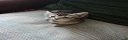 Mixed Breed cats for sale: Half and full Bengal  - Advert 9