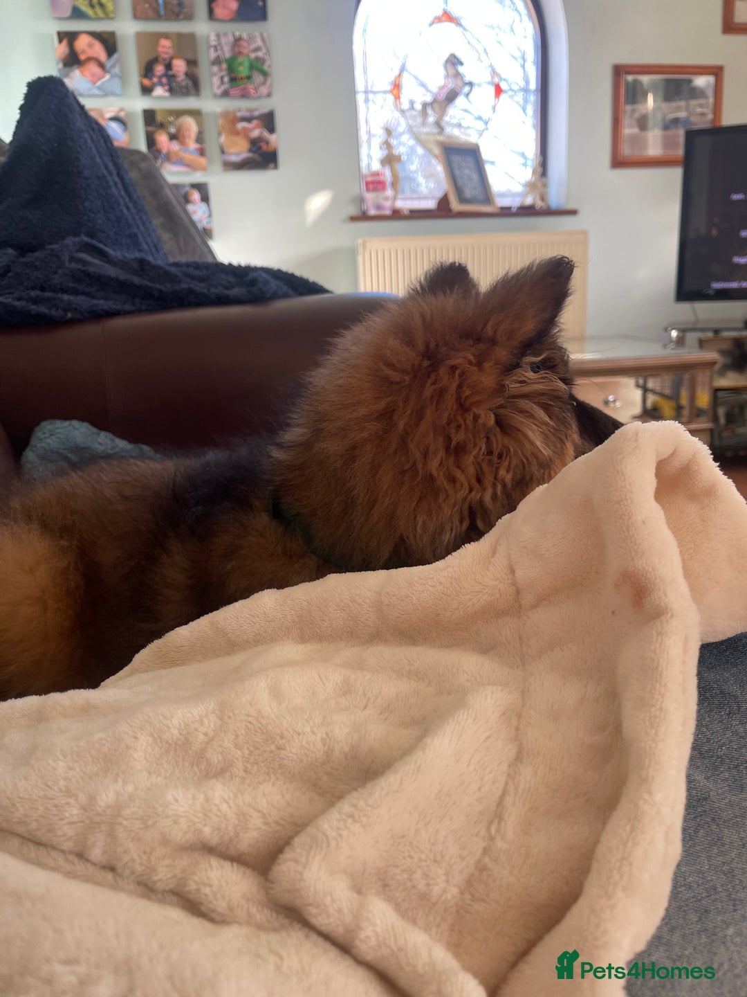 German Shepherd dogs for sale: German Shepherd MALE - Huge  - Advert 37