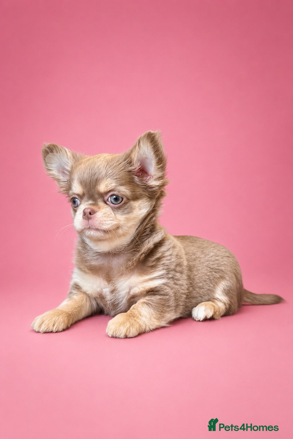 Chihuahua dogs Exceptional Pups Available to a Loving Forever 🏡  - Advert 1
