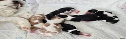Cavalier King Charles Spaniel dogs for sale: MRI scanned parents fullY health tested - Advert 7