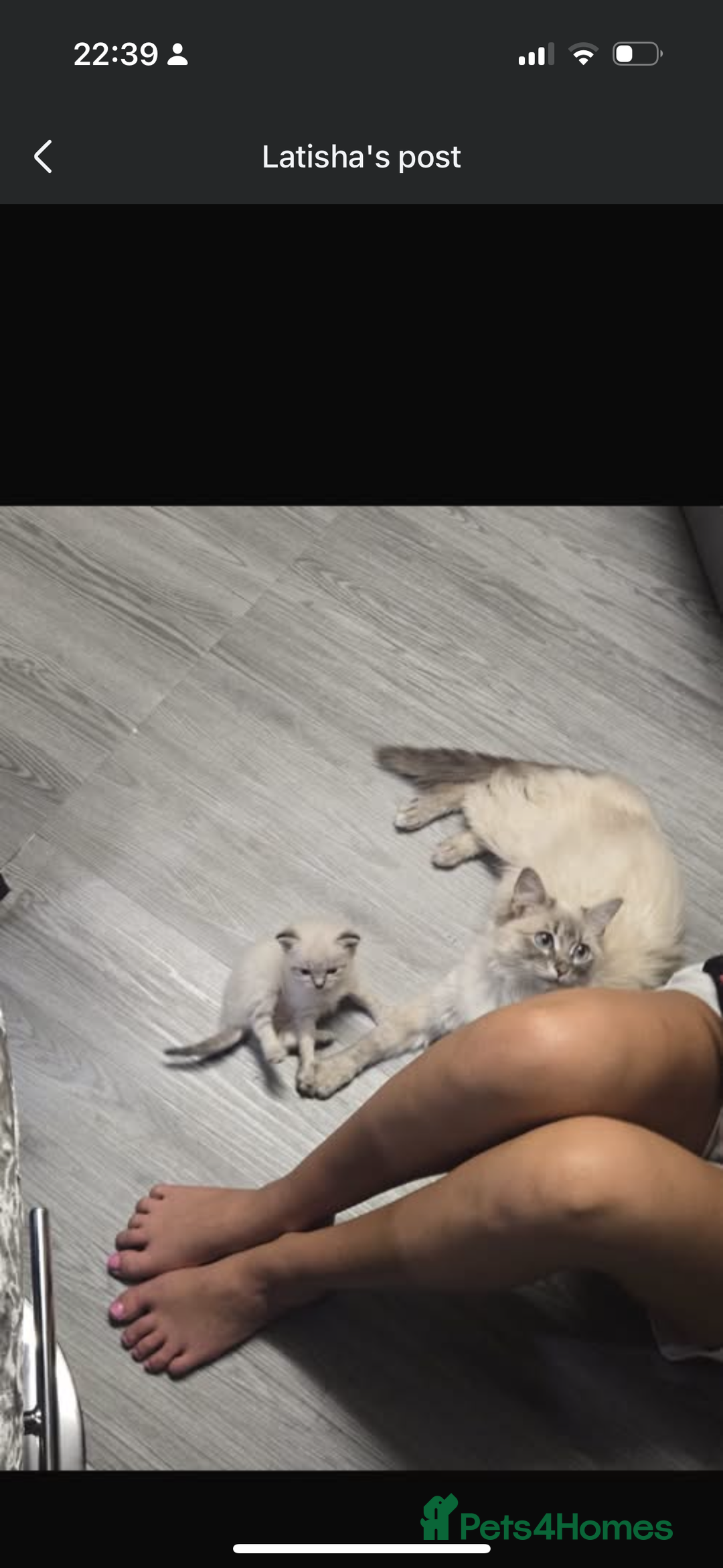 Ragdoll cats for sale: 2 male ragdoll kittens in Colchester - Image 7