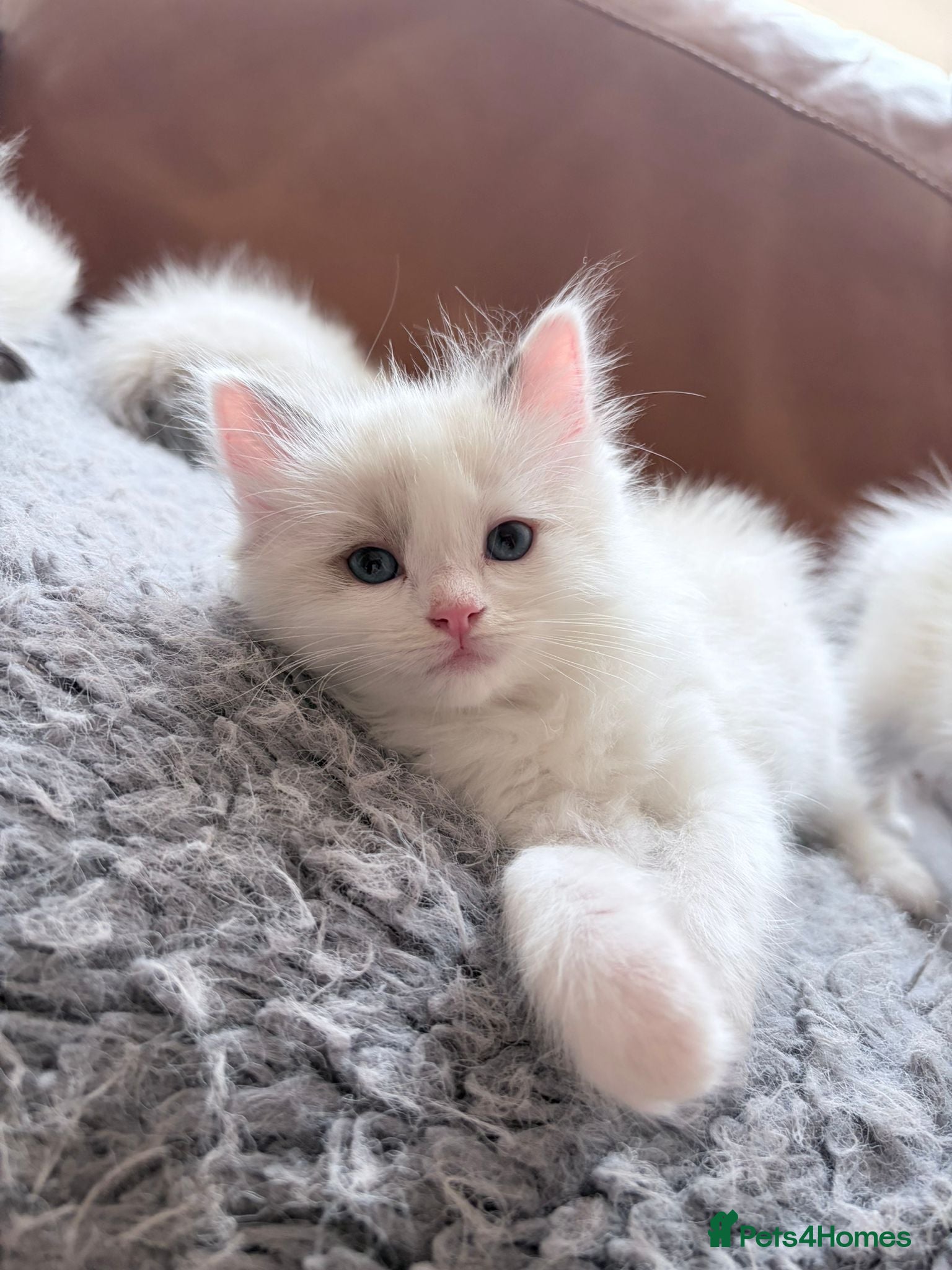 Ragdoll cats Adorable little Ragdolls  - Advert 2