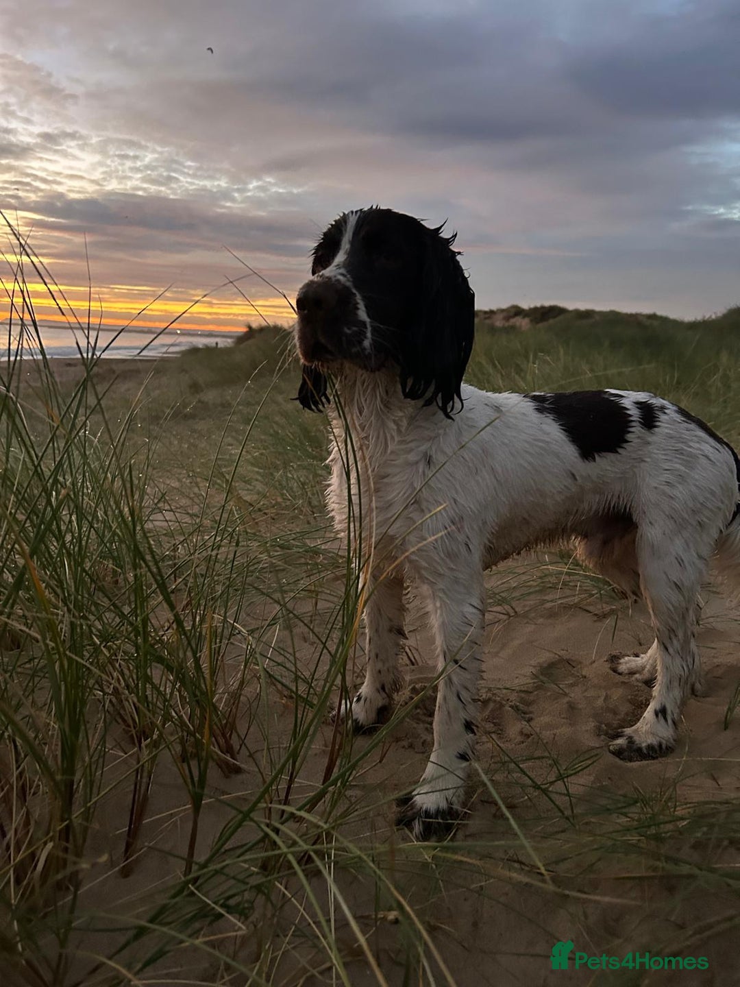 Sprocker dogs for sale: Fergus for adoption - Advert 3