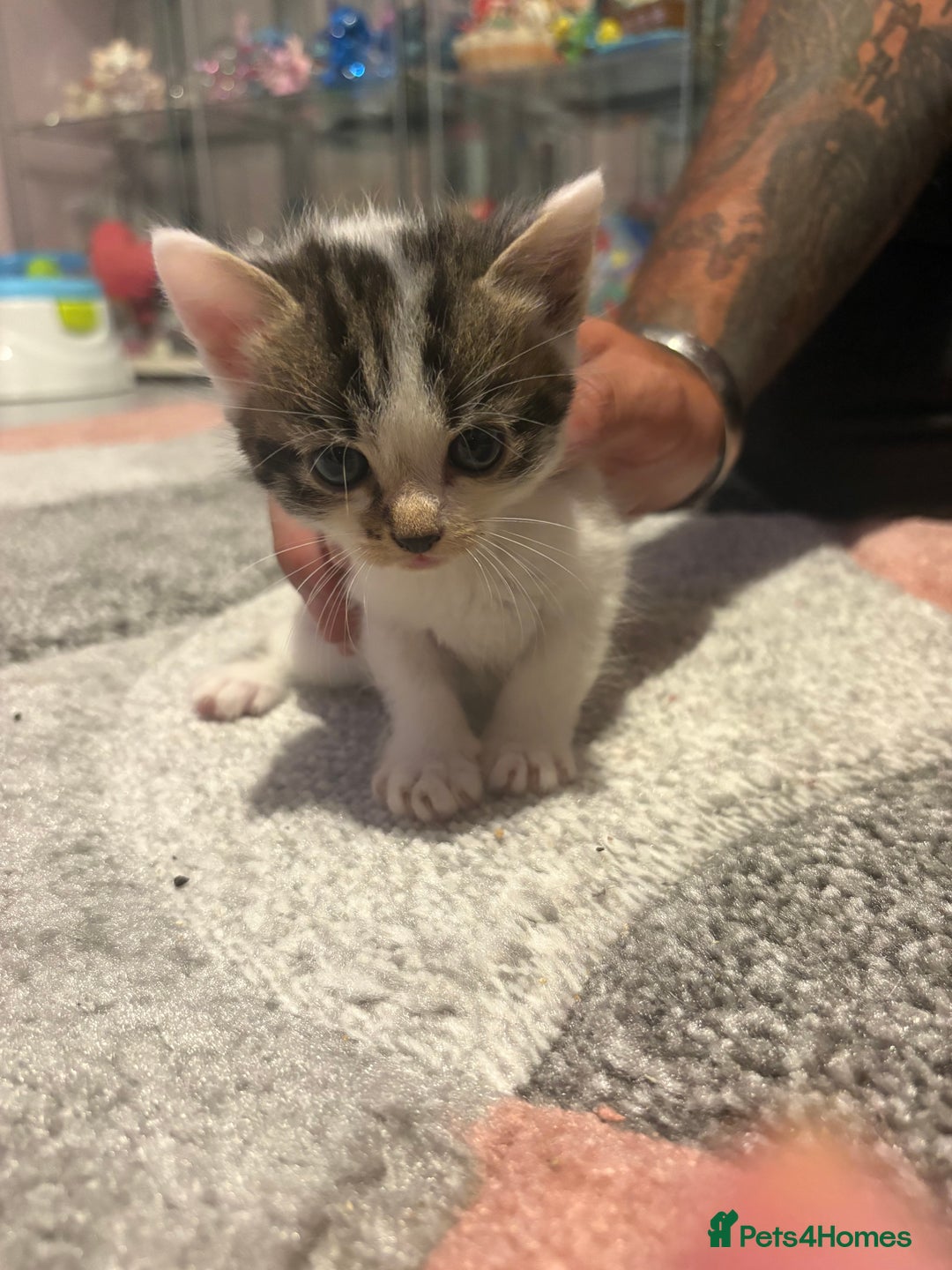 Mixed Breed cats for sale: 5 gorgeous kittens for sale  - Image 9