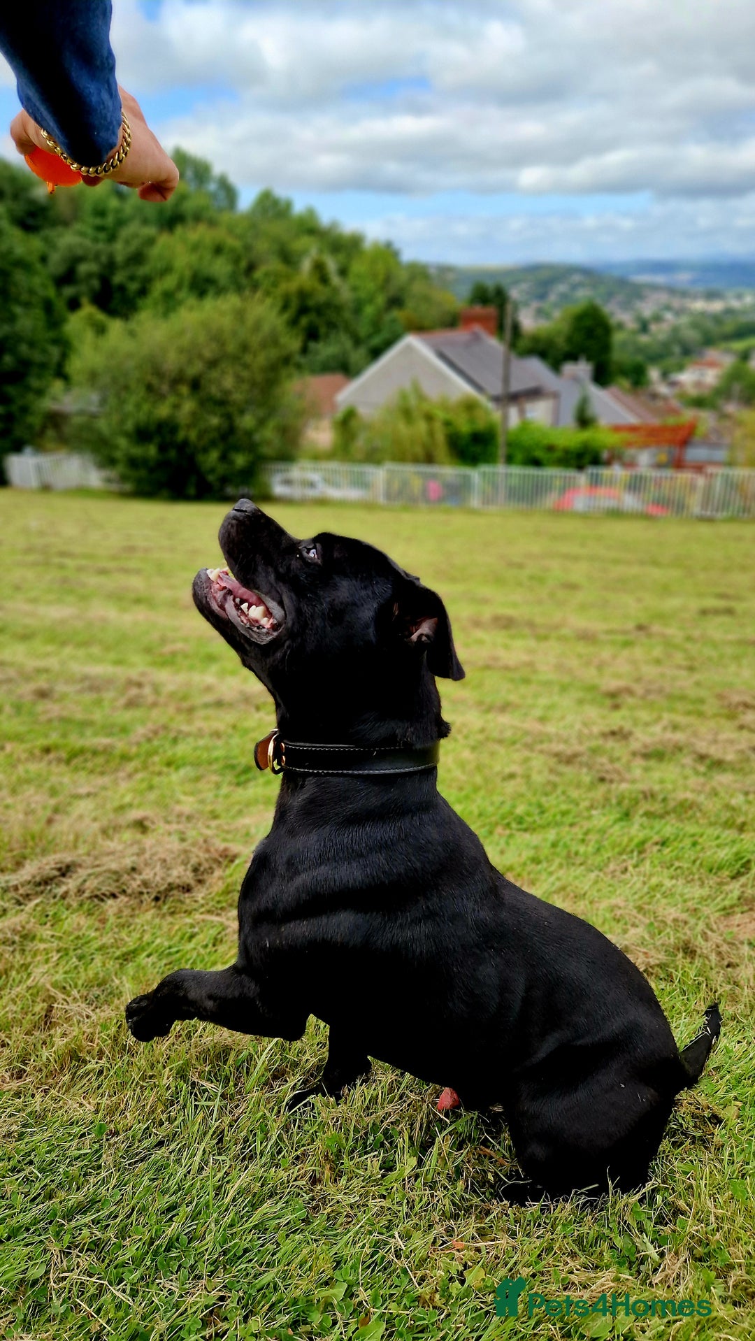 Staffordshire Bull Terrier dogs for stud: Best bloodlines in the UK. Holds 20 CHAMPS PROVEN in Swansea - Image 3