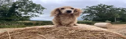 Miniature Dachshund dogs for stud: KC Health Tested Cream Miniature Dachshund Stud  - Advert 13
