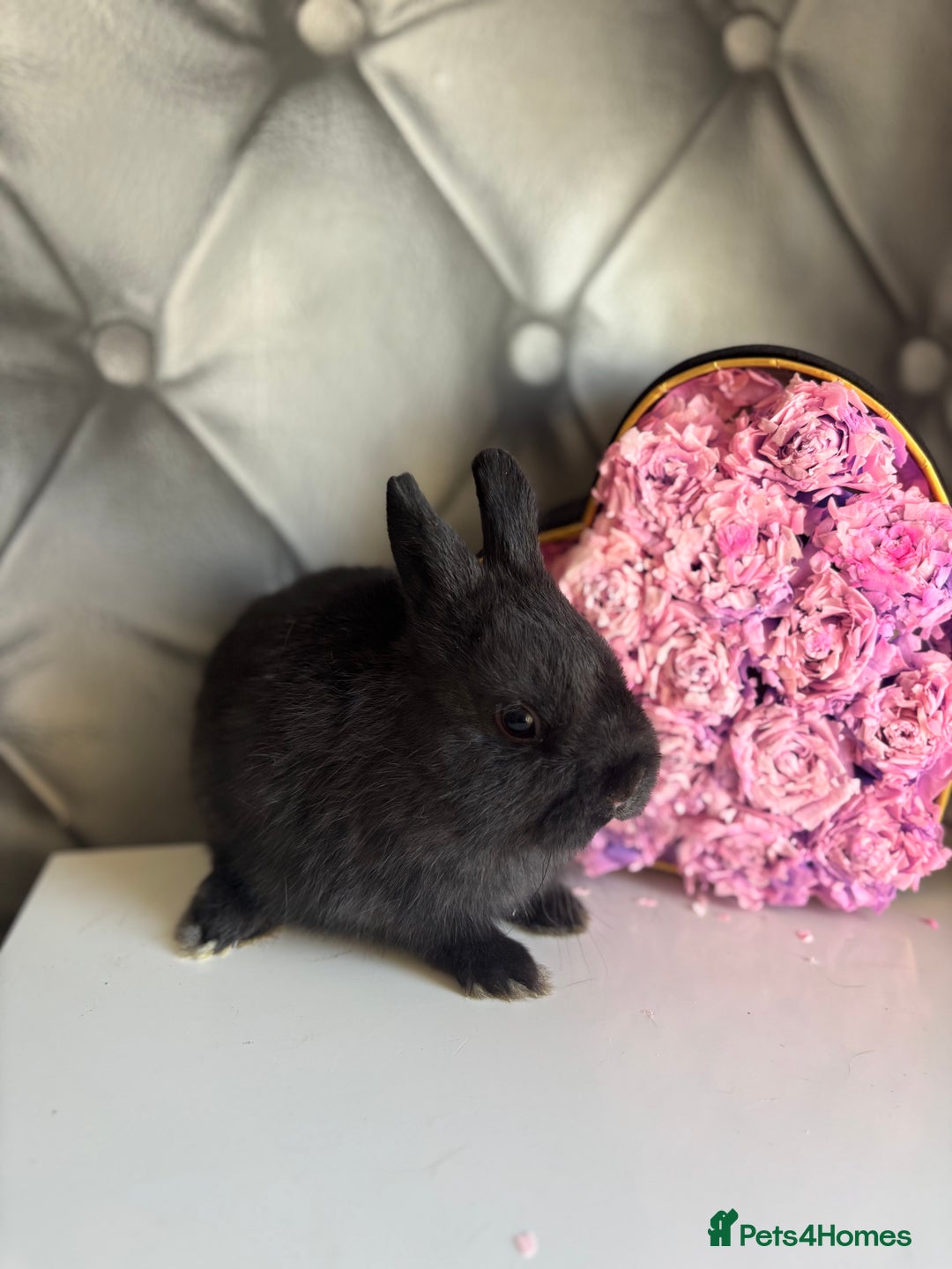 Netherland Dwarf rabbits for sale: Bucks for rehoming*Netherland dwarfs 5* homes - Advert 9