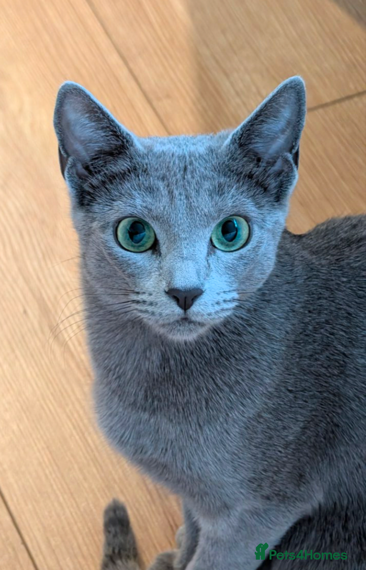 Russian Blue cats Snou is looking for the best forever home - Advert 4