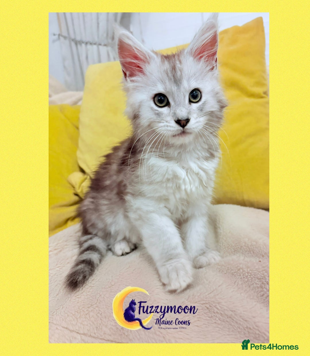 Maine Coon cats for sale: Gorgeous Shaded Pedigree Maine Coon Kittens - Advert 19