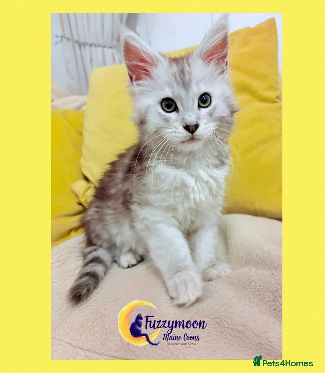 Maine Coon cats for sale: Gorgeous Shaded Pedigree Maine Coon Kittens - Advert 19