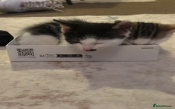 Mixed Breed cats for sale: 4 beautiful kittens  - Image 5