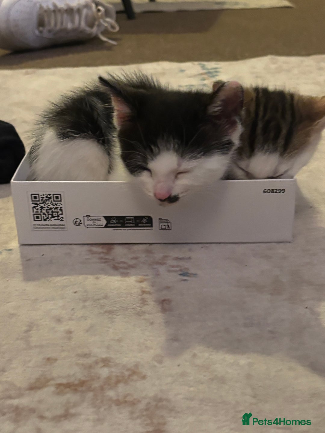 Mixed Breed cats for sale: 4 beautiful kittens  - Image 5