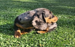 Miniature Dachshund dogs for sale: affectionate dapples sausages minis - Image 4
