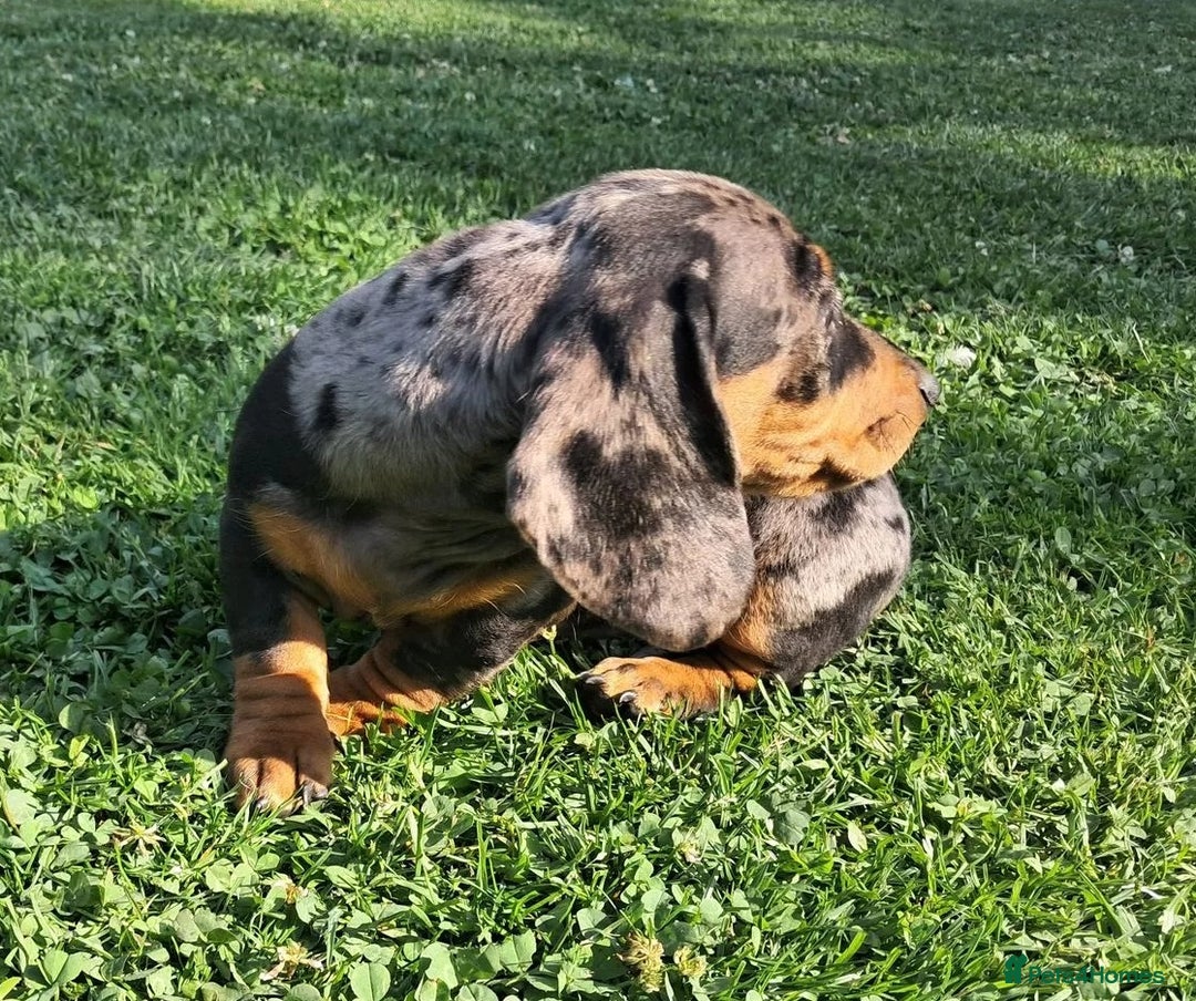 Miniature Dachshund dogs for sale: affectionate dapples sausages minis - Image 4
