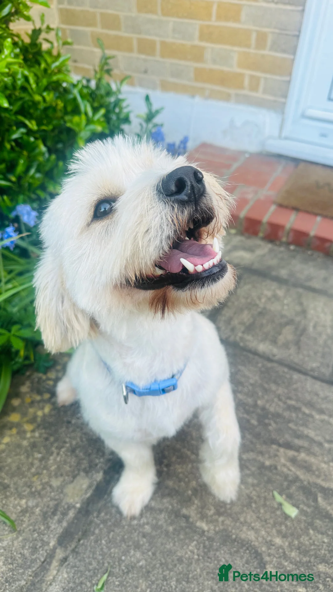 Mixed Breed dogs for sale: Luna - A Beautiful Labrador Mix in Ruislip - Advert 1