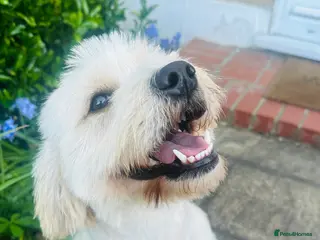 Mixed Breed dogs Luna - A Beautiful Labrador Mix - Advert 3