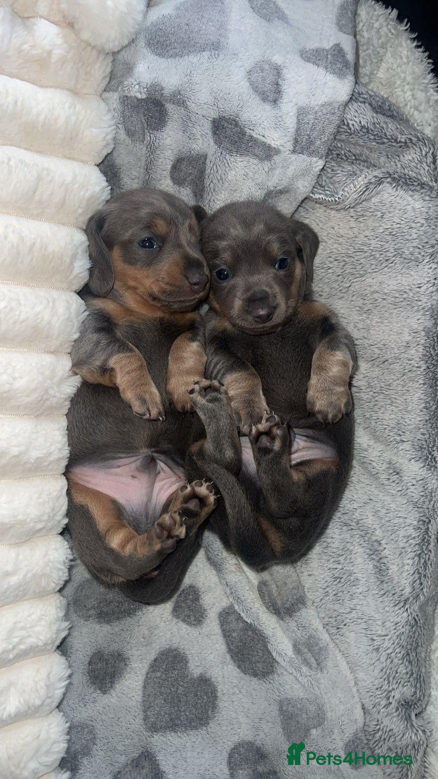Miniature Dachshund dogs ♥️LONG COAT DAXIS♥️ ONE BOY + GIRLS ♥️ - Advert 5