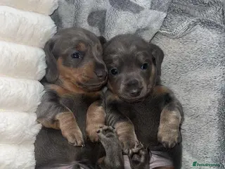 Miniature Dachshund dogs ♥️LONG COAT DAXIS♥️ ONE BOY + GIRLS ♥️ - Advert 5