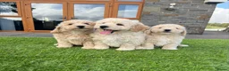Poochon dogs for sale: Poochon Puppies - Advert 19