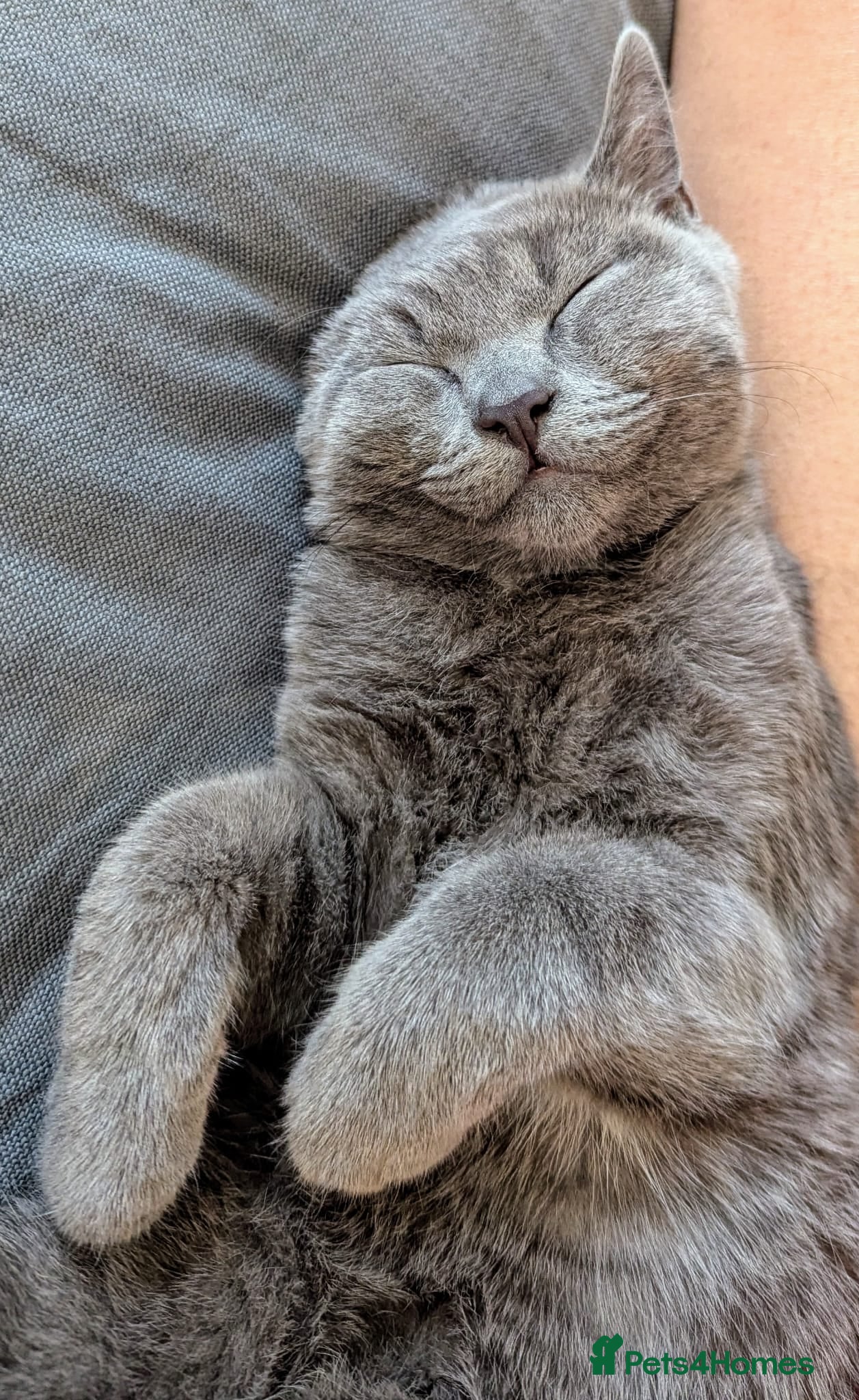 Mixed Breed cats Male Kitten Ready For A New Home! - Advert 1