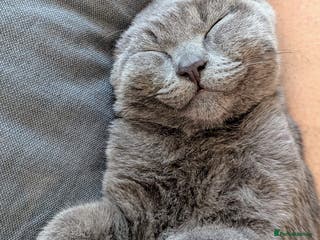 Mixed Breed cats Male Kitten Ready For A New Home! - Advert 1