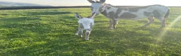 Donkey livestock for sale: Coloured Miniature Mediterranean Donkey - Advert 1