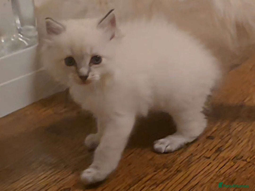 Ragdoll cats for sale: 🤍 Pure Ragdoll Blue Point & Blue Lynx Kittens - Image 5