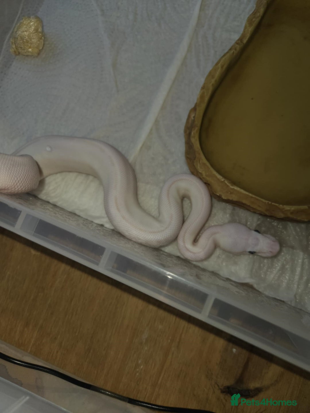 Python Snake reptiles for sale: BEL (blue eyes lucy)  - Image 7