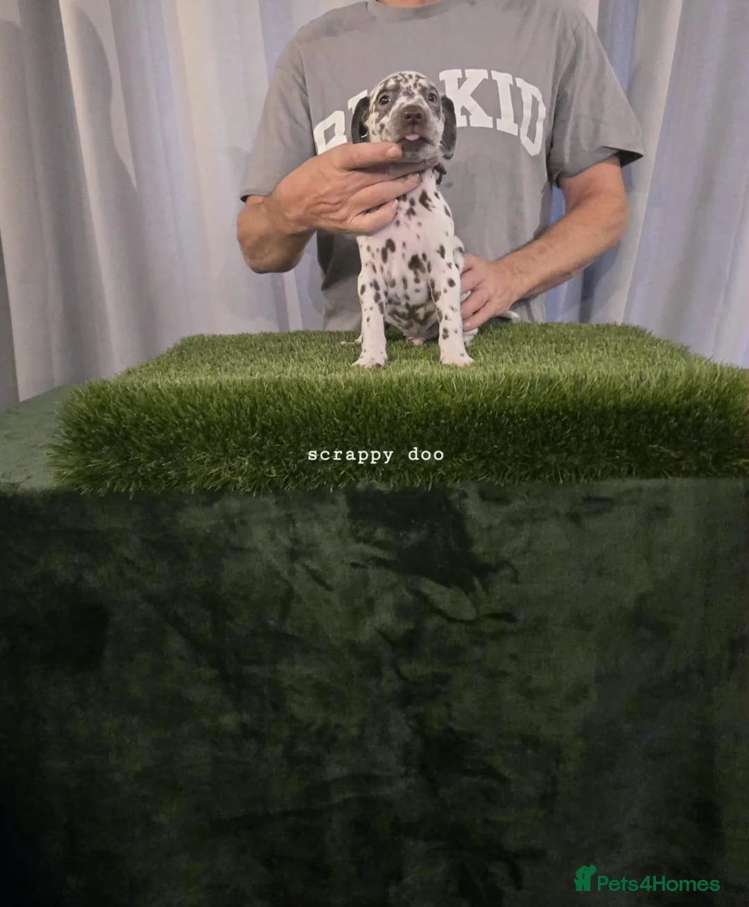Dalmatian dogs for sale: 6 KC registered dalmatian puppies  - Advert 2
