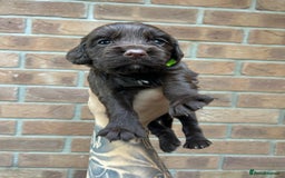 Cocker Spaniel dogs for sale: KC REGISTERED COCKER SPANIELS - Image 16