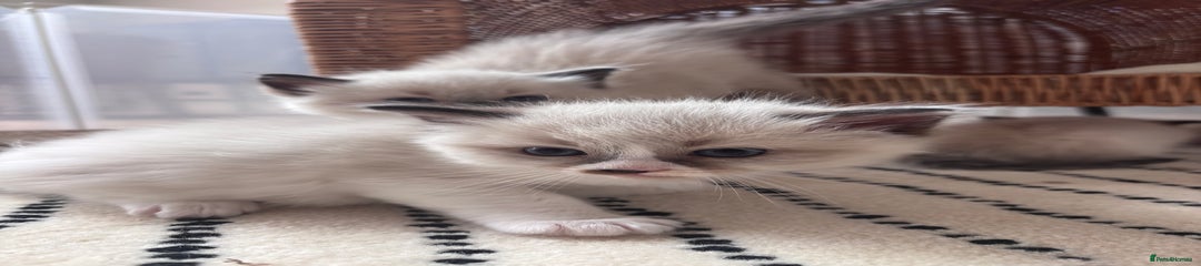 Ragdoll Kitten 1