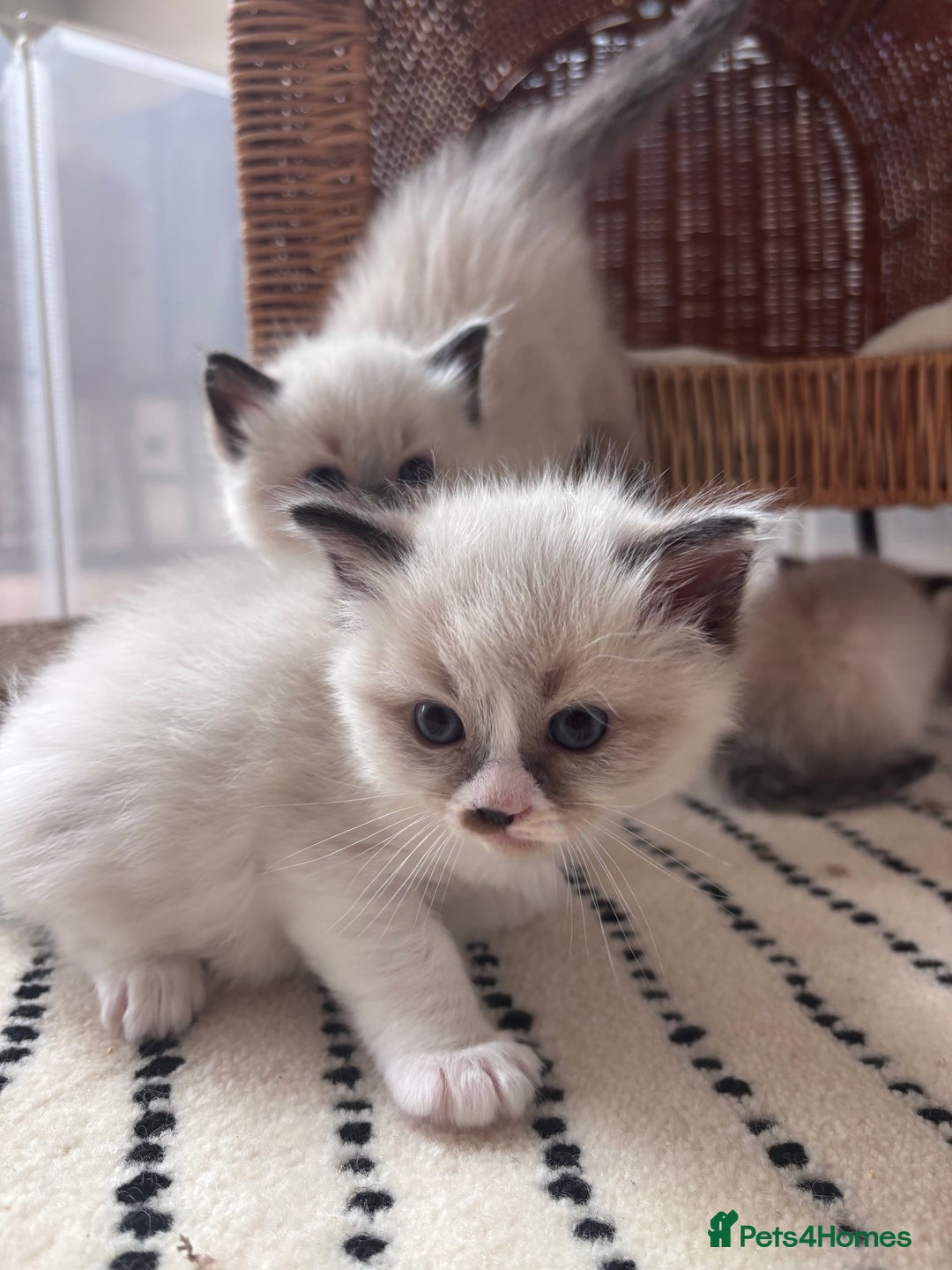 Ragdoll cats for sale: 4 PURE 💖💙RAGDOLLS💖💙 - Image 7