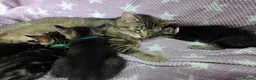 Mixed Breed cats for sale: Beautiful kittens looking for their forever homes  - Advert 7