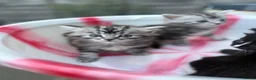 Siberian cats for sale: Adorable Kittens Looking for Their Forever Homes! - Advert 21