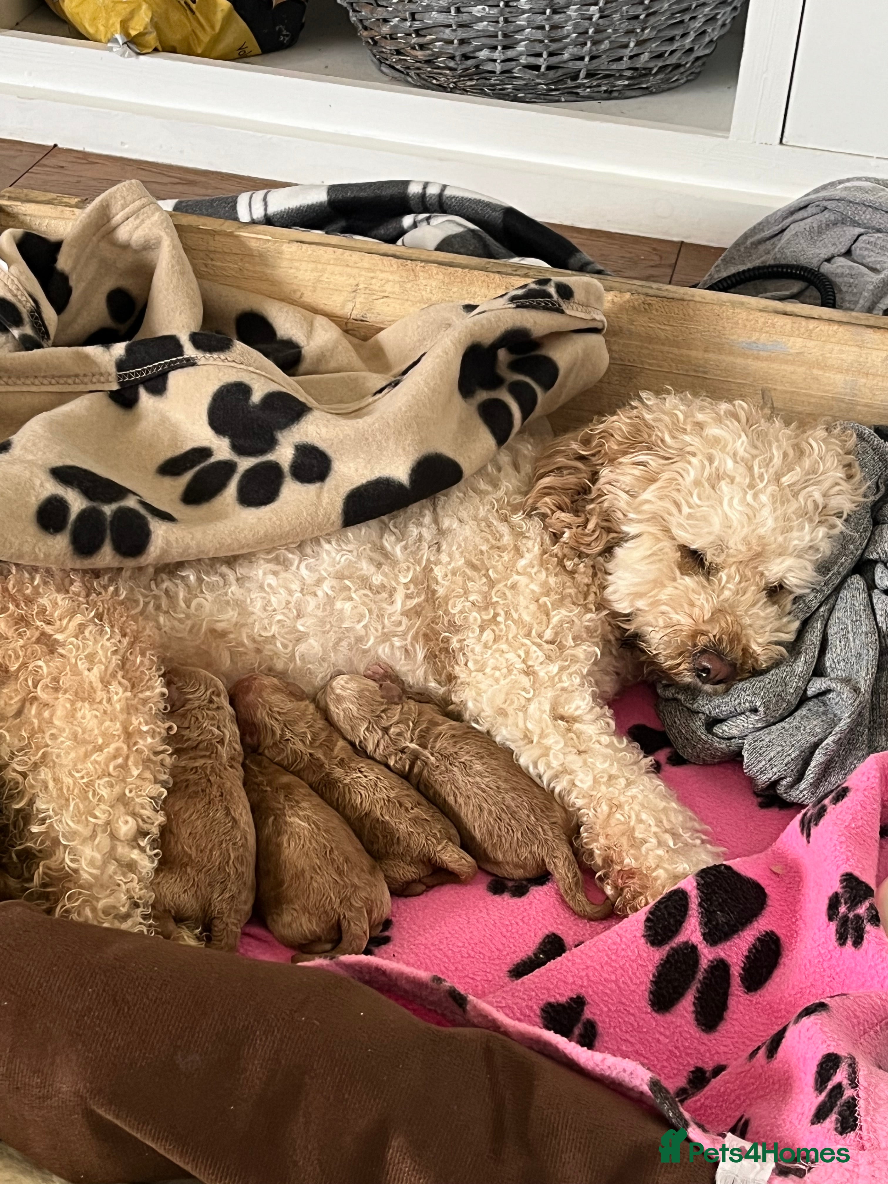 Toy Poodle dogs Toy poodles - Advert 1