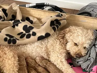 Toy Poodle dogs Toy poodles - Advert 1