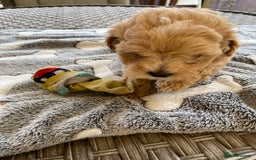 Maltipoo dogs for sale: Beautiful Apricot Maltipoo puppies. - Image 5