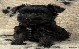 Miniature Schnauzer dogs for sale: Miniature schnauzers pups - Image 1