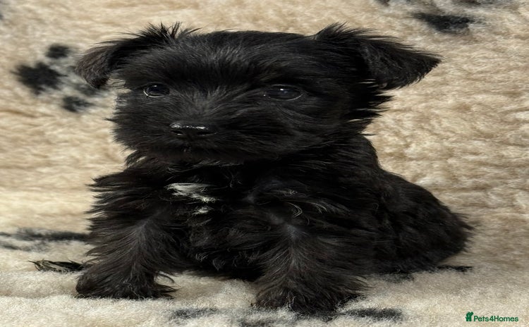 Miniature Schnauzer dogs - Advert 1