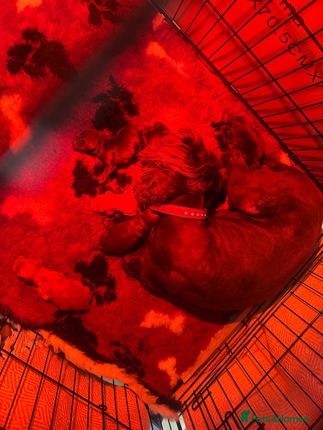 Cocker Spaniel dogs for sale: Beautiful litter of cocker spaniel pups 4 left  - Image 40