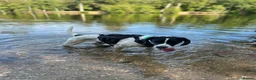 Mixed Breed dogs for adoption: 🌟 Sally’s Confidence is Growing Every Day 🌟 in Iver - Advert 3