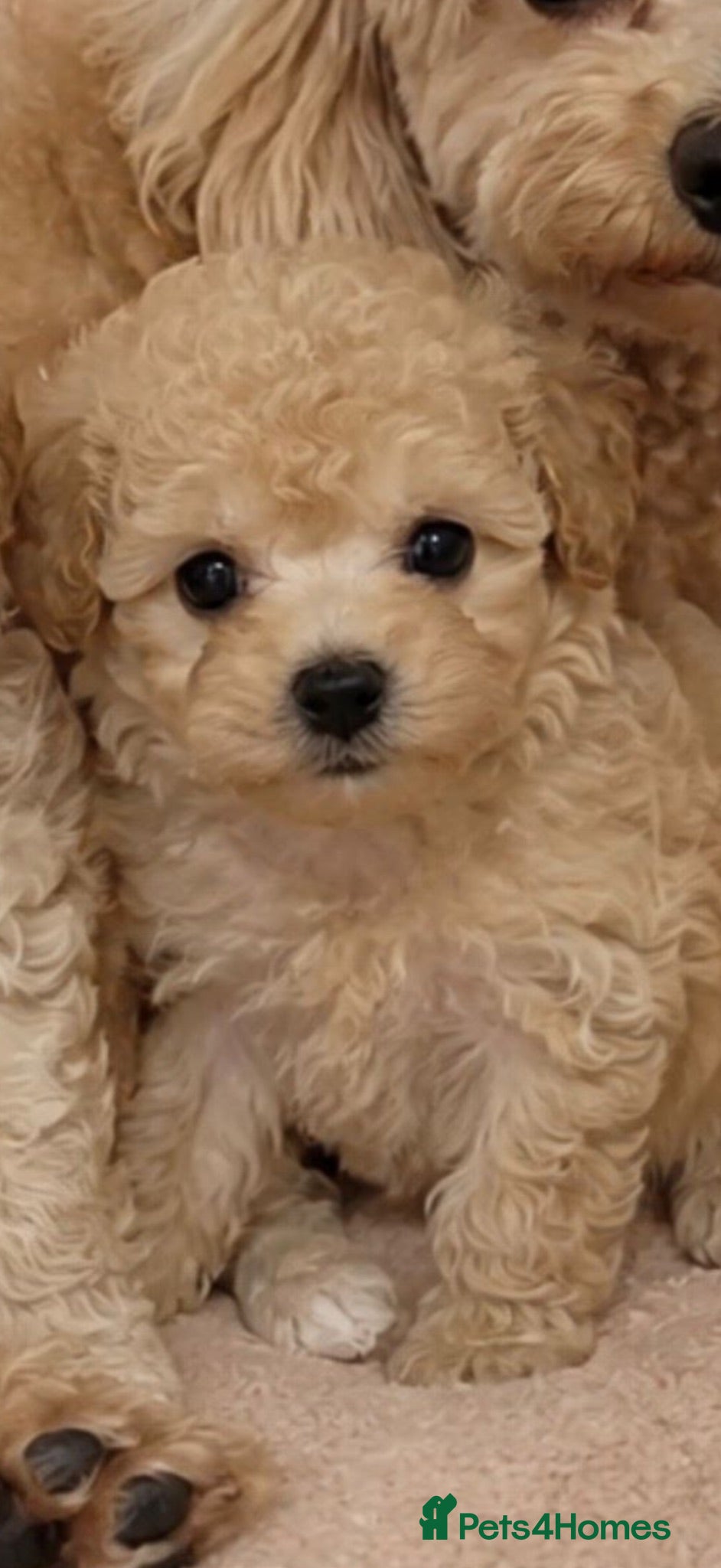 Toy Poodle dogs Already trained little Toy Poodles 🐶🐶 - Advert 1