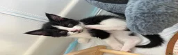 Mixed Breed cats for sale: Four dream little boy kittens.  - Advert 10
