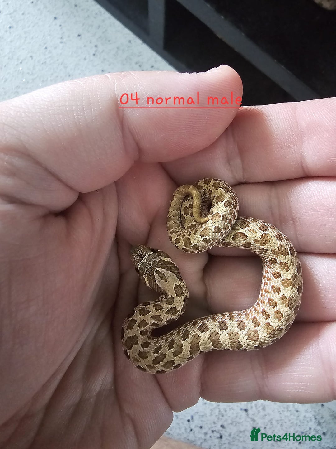 Snake reptiles for sale: Western Hognose Snakes Adults&Hatchlings - Image 14
