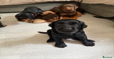 Sprocker dogs - Advert 5