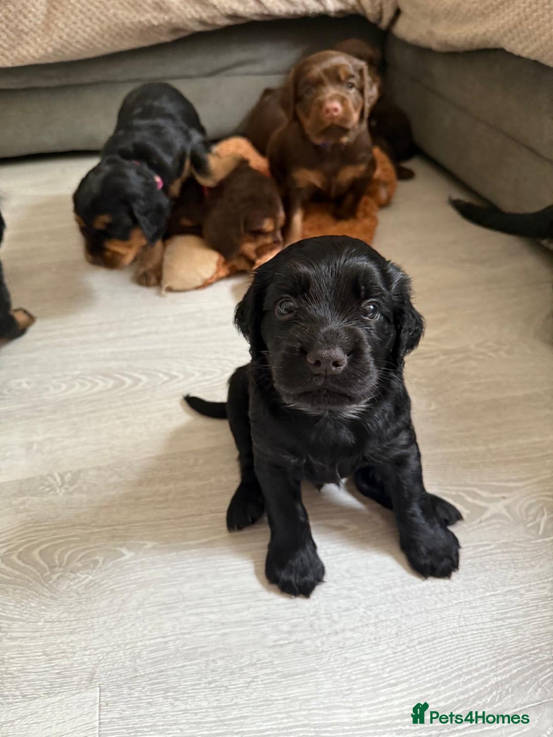 Sprocker dogs for sale: Last gorgeous Sprocker boy remaining  - Image 6
